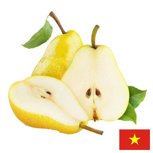 Груши из Вьетнама