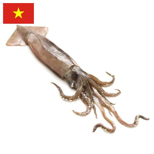 Кальмары из Вьетнама