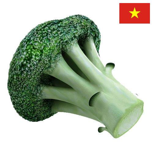 Капуста брокколи из Вьетнама