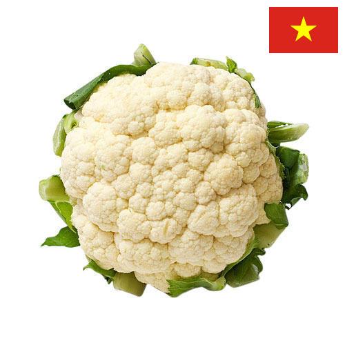Капуста цветная из Вьетнама