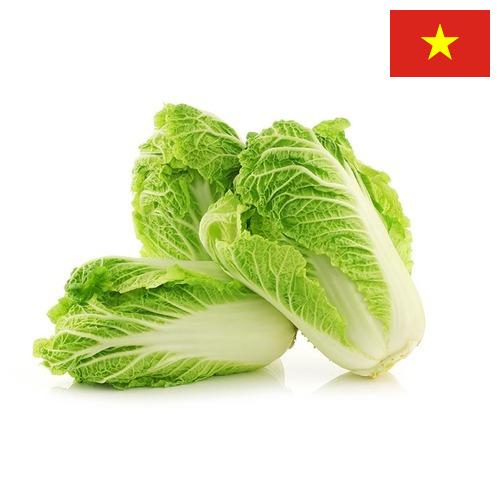Капуста китайская из Вьетнама