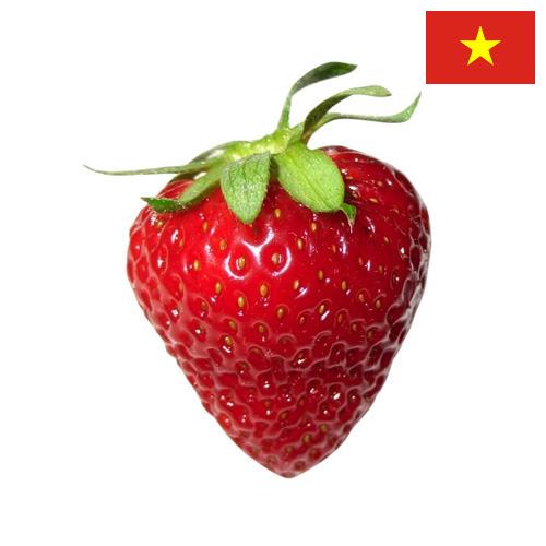 Клубника из Вьетнама