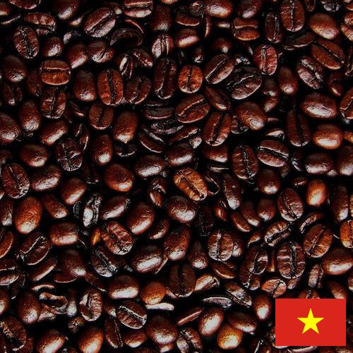 кофе в зернах обжаренный из Вьетнама