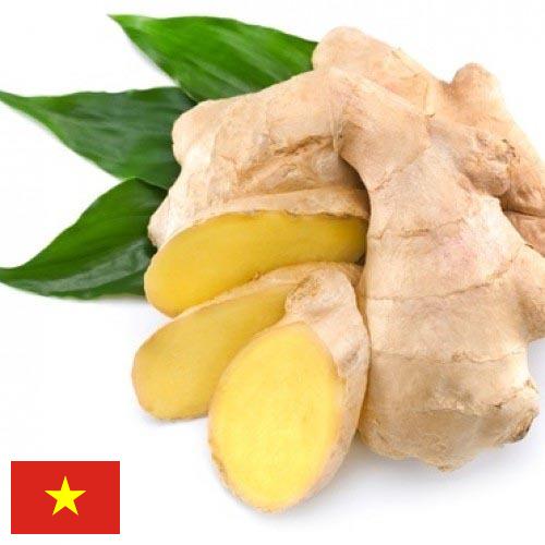 корень имбиря из Вьетнама