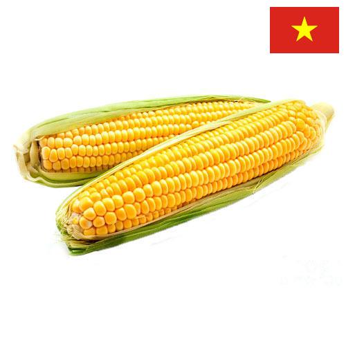 Кукуруза из Вьетнама