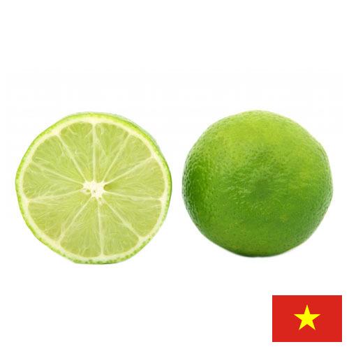 лайм из Вьетнама