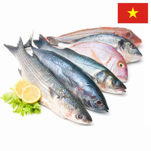 Морепродукты из Вьетнама