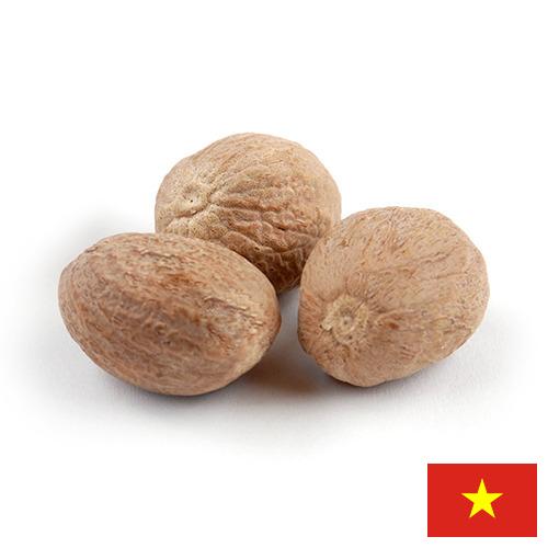Мускатный орех из Вьетнама