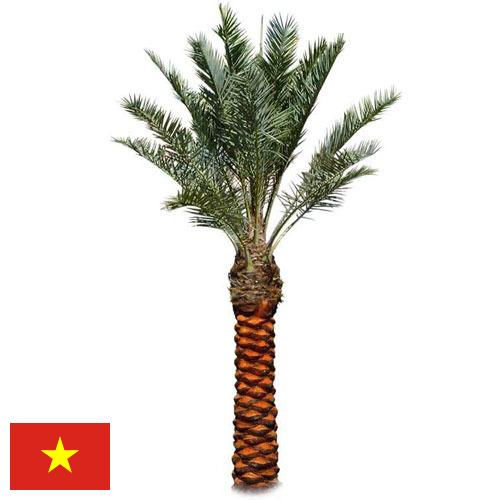 Пальмы из Вьетнама