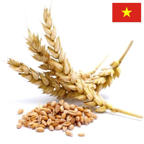 Пшеница из Вьетнама