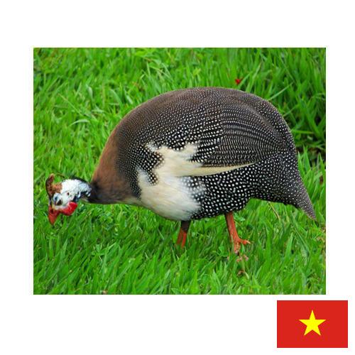 птица из Вьетнама