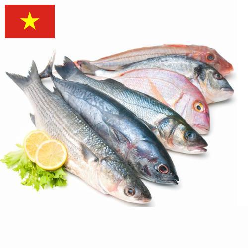 рыба и морепродукты из Вьетнама