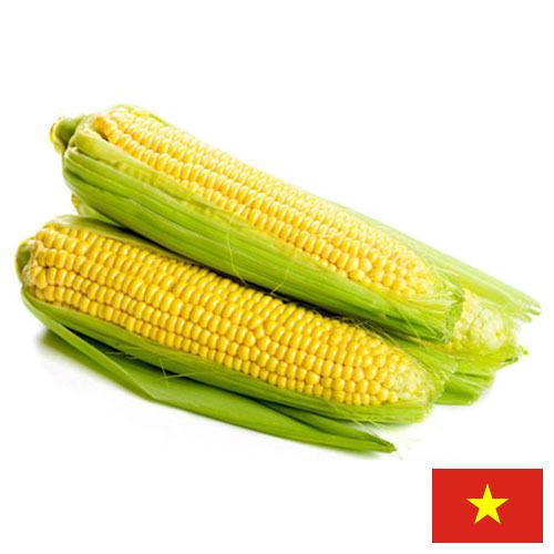 Сахарная кукуруза из Вьетнама