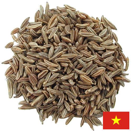 Семена тмина из Вьетнама