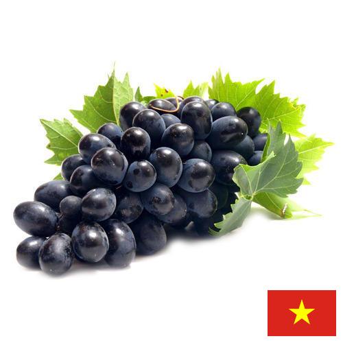 Виноград из Вьетнама