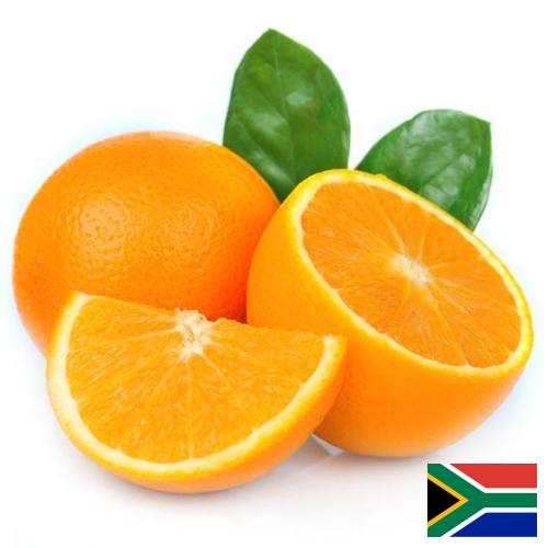 Апельсины из Южной Африки