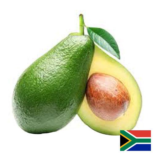 Авокадо из Южной Африки