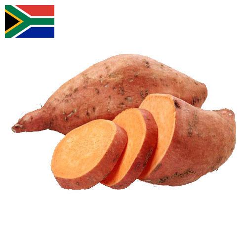 батат из Южной Африки