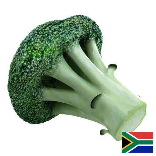 брокколи из Южной Африки