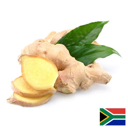 Имбирь из Южной Африки