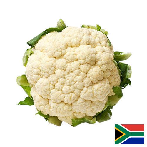 Капуста цветная из Южной Африки