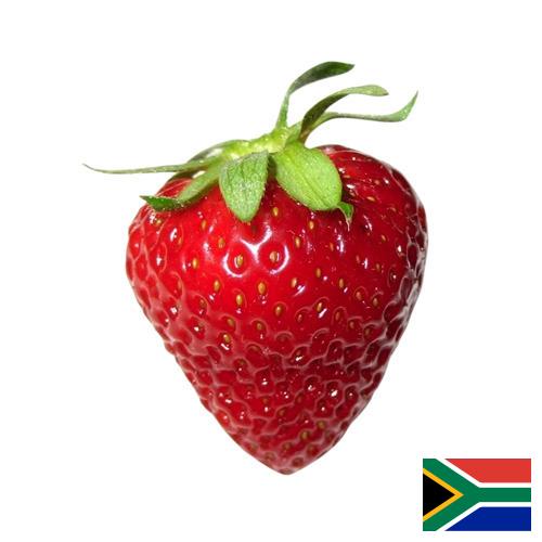 Клубника из Южной Африки