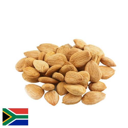 косточки абрикоса из Южной Африки