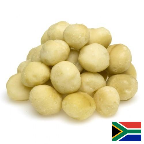 Орехи макадамия из Южной Африки