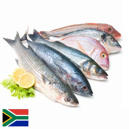 рыба и морепродукты из Южной Африки