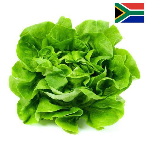 салат из Южной Африки