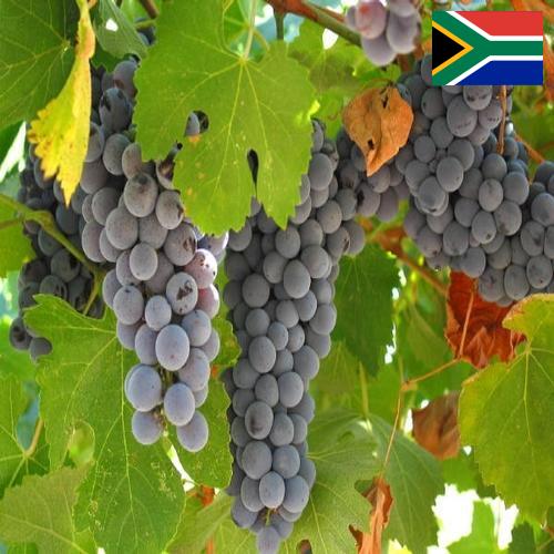 вино виноградное из Южной Африки