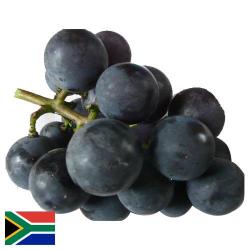 виноград столовый из Южной Африки