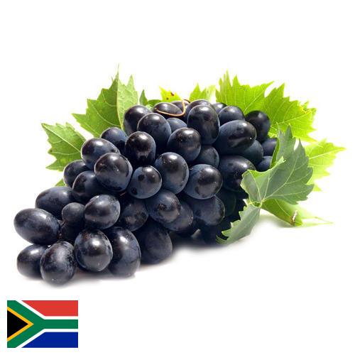 Виноград из Южной Африки