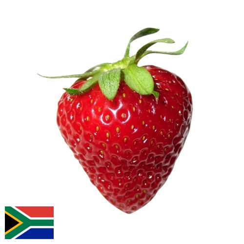 Земляника из Южной Африки