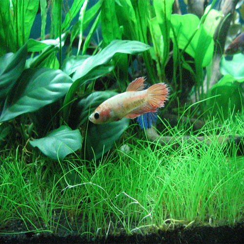 поставки Аквариумных растений