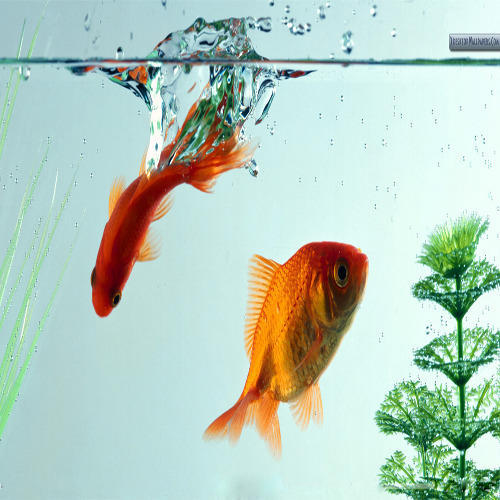 поставки аквариумных рыбок