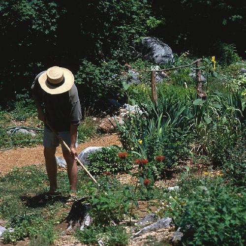 поставки цветов садовых