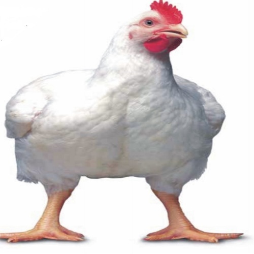 поставки цыплята-бройлеров