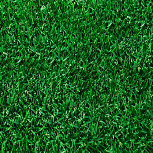 поставки Газонной травы