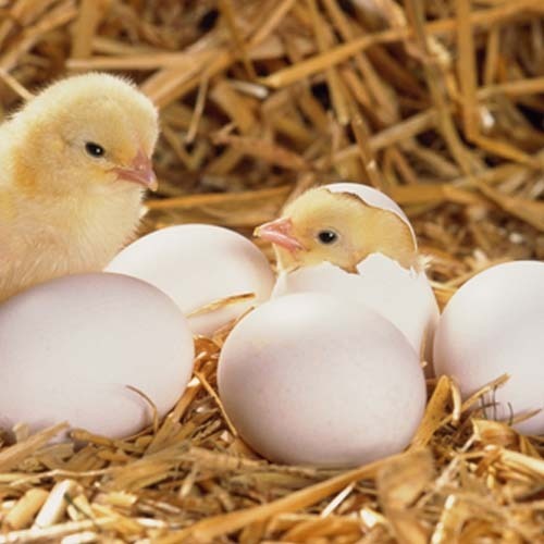 поставки инкубационных яиц