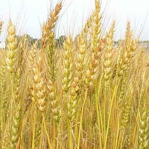 поставки кормовых культур