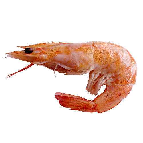 поставки Креветок