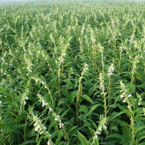 поставки кунжута