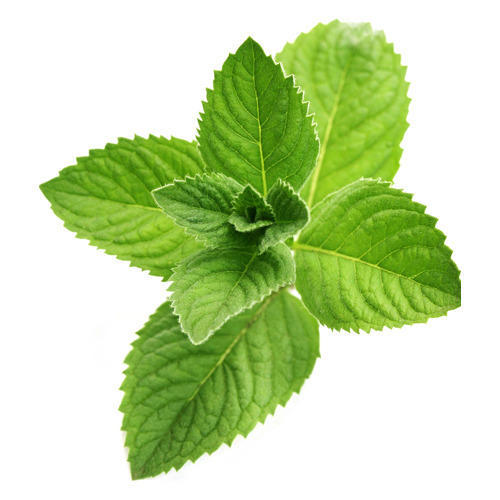 поставки ментола