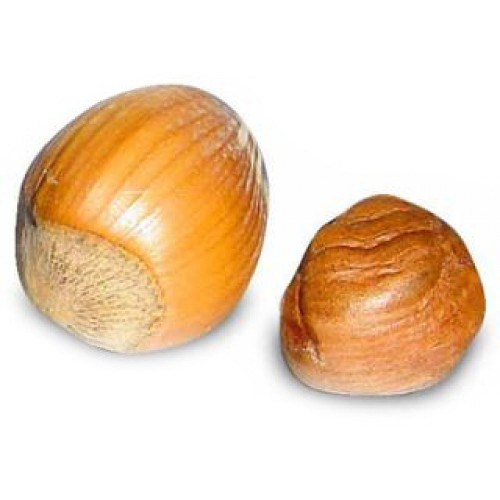 поставки ореха фундук