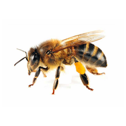 поставки пчелинного меда