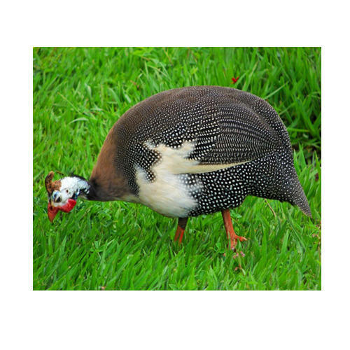 поставки птицы